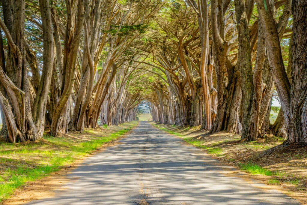 The Monterey cypress “tree tunnel” at the Point Reyes station is a signature landscape feature of the Point Reyes National Seashore in California